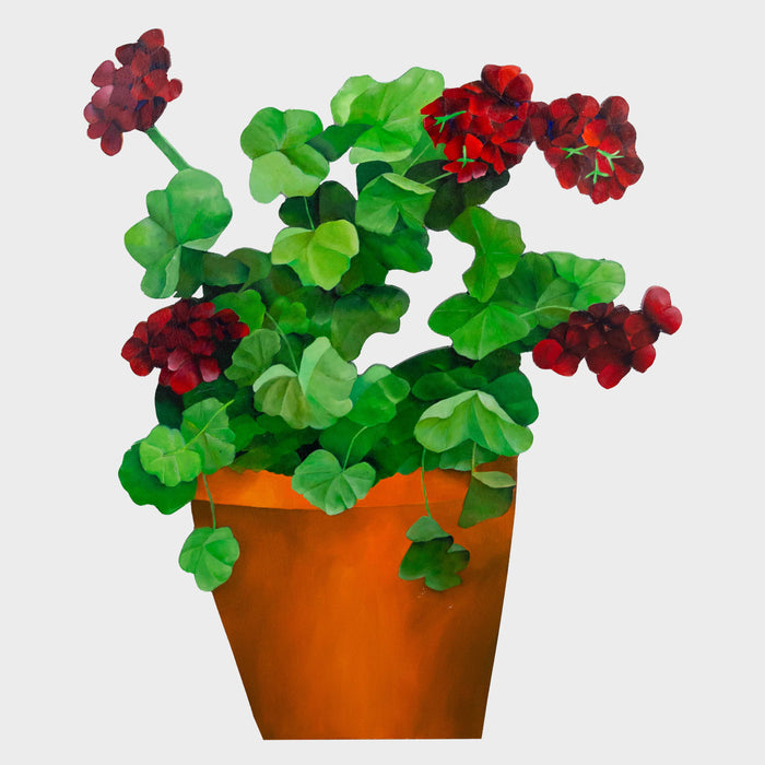 Geraniums in Pot
