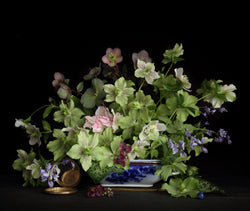Load image into Gallery viewer, Hellebores in a blue and white dish
