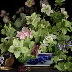 Load image into Gallery viewer, Hellebores in a blue and white dish
