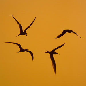 Sunset Terns