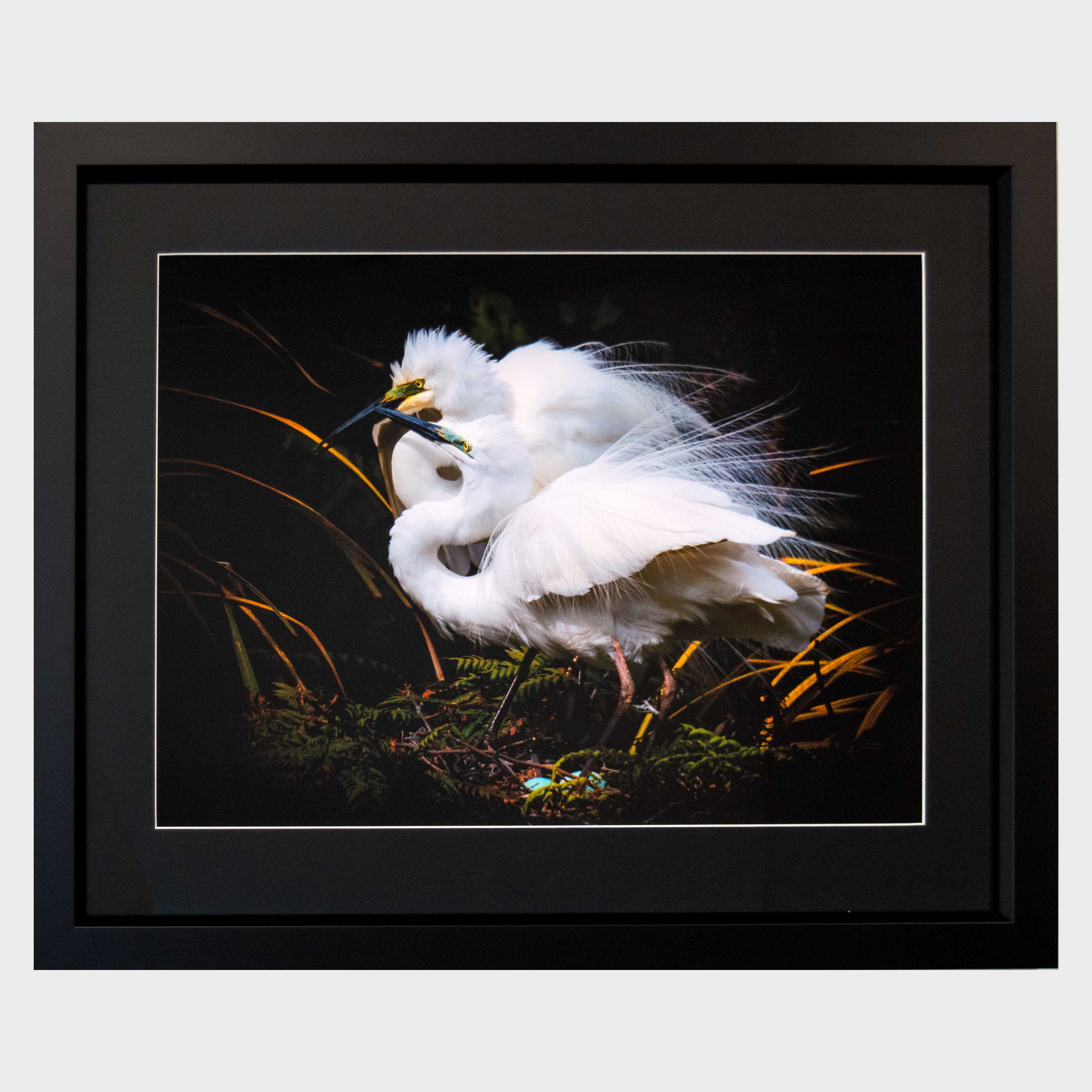 White Heron, Whataroa