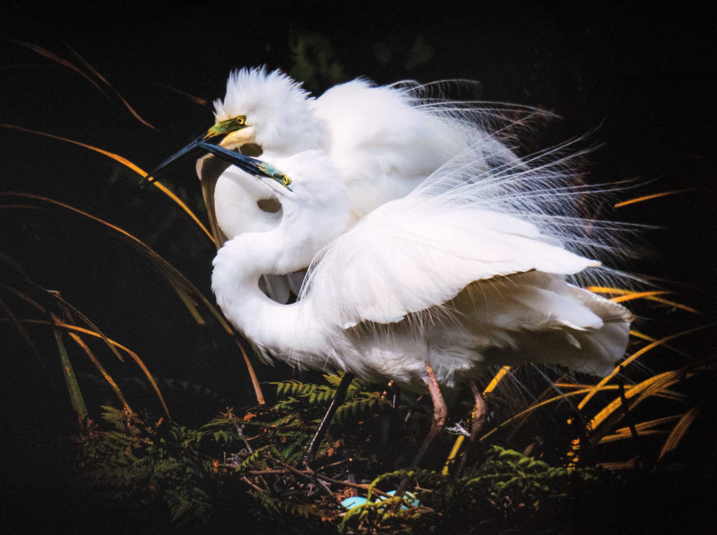 White Heron, Whataroa