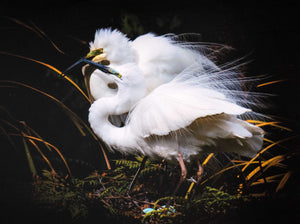 White Heron, Whataroa