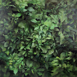 Load image into Gallery viewer, Rākau Taumatua
