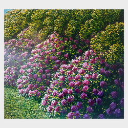 Load image into Gallery viewer, Rata
