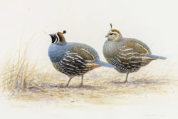 Load image into Gallery viewer, Untitled - Quail
