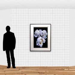 Load image into Gallery viewer, SCALE: Julie Battisti - White Peonies I
