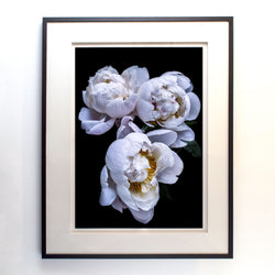 Load image into Gallery viewer, Julie Battisti - White Peonies I
