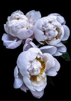 Load image into Gallery viewer, DETAIL: Julie Battisti - White Peonies I
